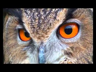 أفلام وثائقية -Promo