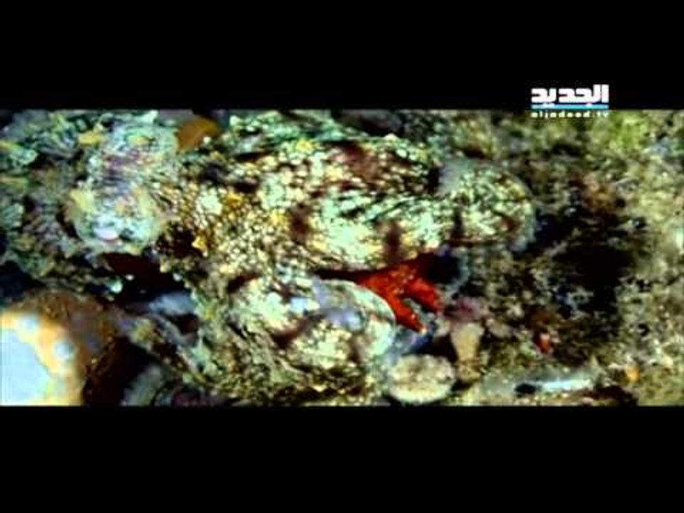 nightmare nostrum 1