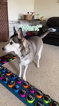 Ce chien communique avec sa maitresse grâce à des boutons poussoirs