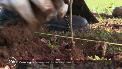 Agriculture : pourquoi les haies sont-elles replantées en masse ?