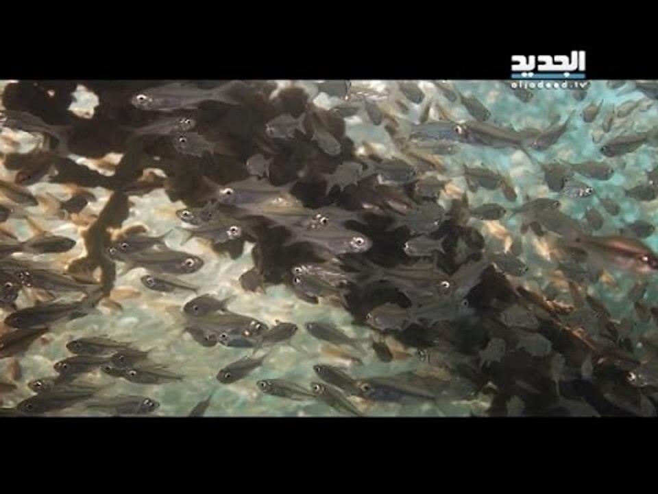 Nightmare Nostrum-EPZ 5