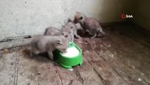 Annesi telef olan yavru tilkilere özel bakılıyor