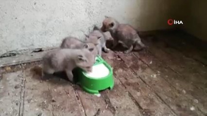Annesi telef olan yavru tilkilere özel bakılıyor