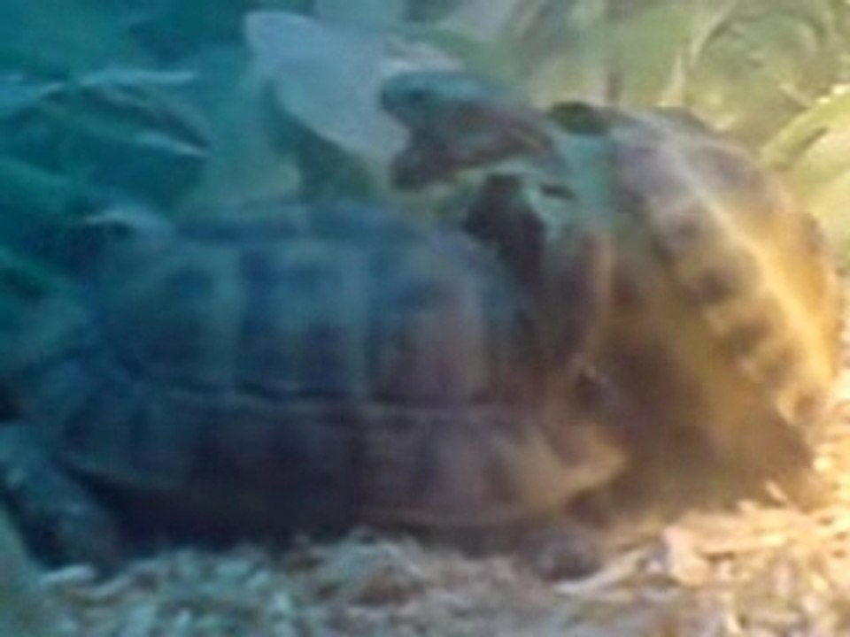 tortues sexe