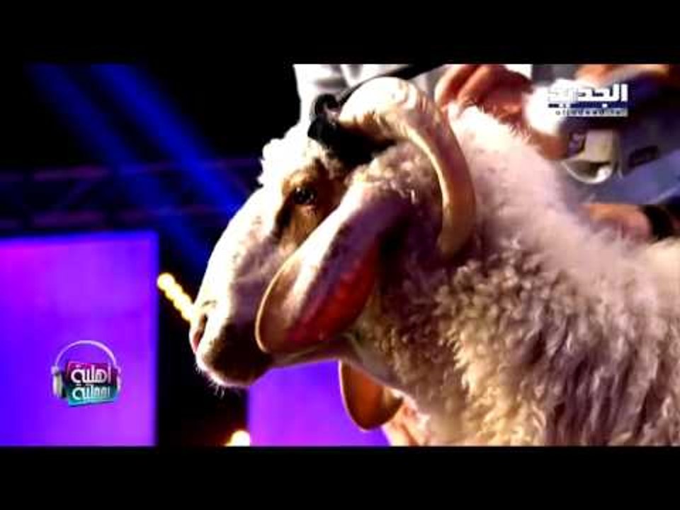 أهلية بمحلية - أيوان والخروف