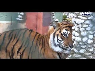 عيش كتير - تعي بيسي نمر