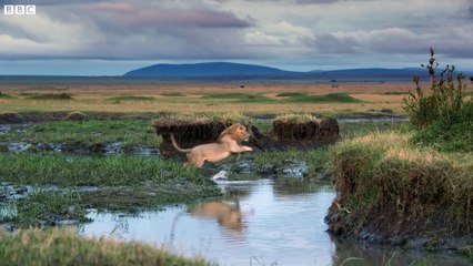Hyena pack attacks lion | FULL CLIP