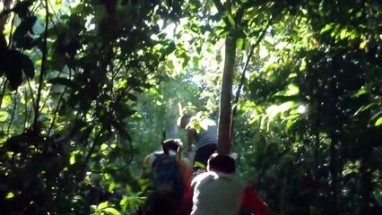 BUKIT PAYUNG + WATERFALL - MALAYSIA BATU PAHAT JUNGLE TREKKING -  HIKING ADVENTURES - 马来西亚 峇株巴辖 新森林浴