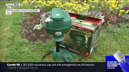 En Occitanie, la chasse au moustique tigre est ouverte