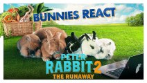 PETER RABBIT 2 THE RUNAWAY Movie – Bunnies React
