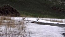 Son dakika haber... 'Kars Baraj Gölü' su kuşlarıyla doldu