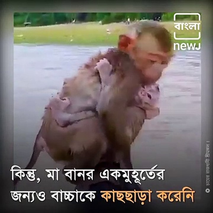 This Baby Monkey Was Saved From Drowning By Its Mother, Video Wins Over Netizens