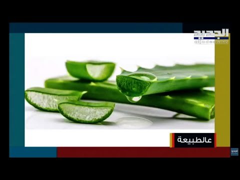 فوائد الالوفيرا للبشرة و الشعر و حروق الجلد .. كيف نزرعها في المنزل وما الانواع المفيدة وأيها السام؟