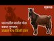 भारतातील सर्वात मोठा बकरा पुण्यात ; तब्बल १७८ किलो वजन | India's Biggest Goat | Pune | Sakal Media |