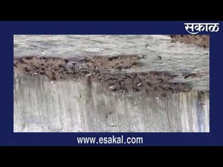 यवतमाळमध्ये माळभिंगिरीची वसाहत निर्मिती  आजच्या ठळक बातम्या | मराठी ताज्या बातम्या | Sakal Media |