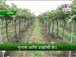 MAULE GULAB GRAPE 1807