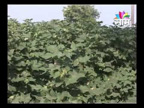 0411 cottan saykheda pkg MPEG1 High Quality