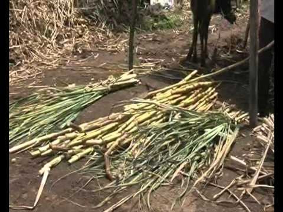 Satara Drought 2012