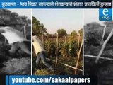 Farmers destroys his crops | शेतकऱ्याने शेतात चालविली कुऱ्हाड