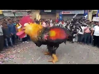 विसर्जन मिरवणुकीत थिरकला कोंबडा | Ganesh Festival | Nashik