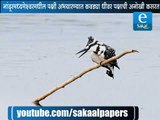 White breasted Kingfisher | भक्ष्यासाठी कसरत...