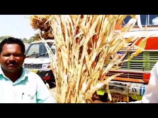 #LadhaDushkalashi |  The fodder is expensive! what should animals eat? | Atpadi  (Sangali)