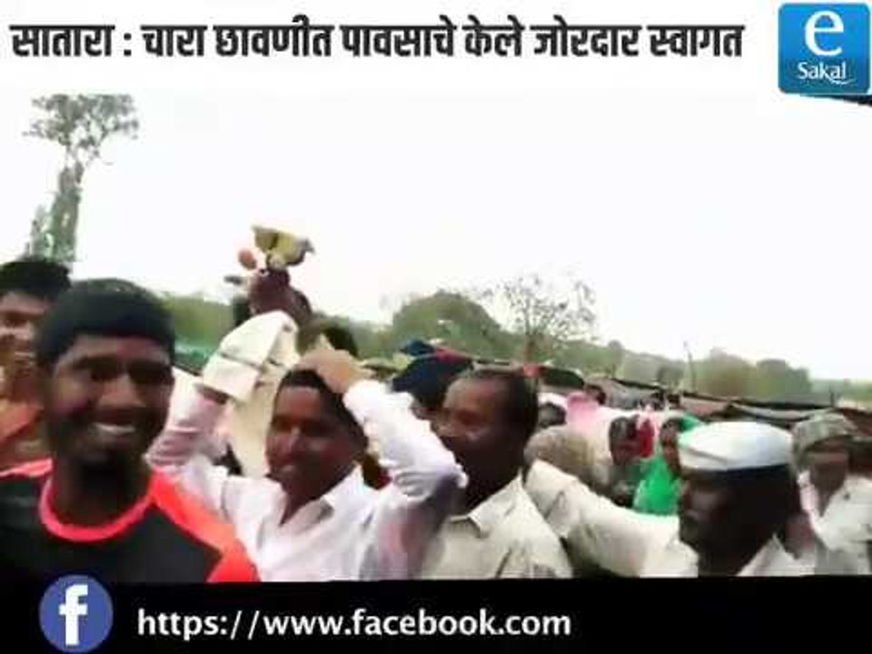 सातारा : चारा छावणीत पावसाचे जोरदार स्वागत