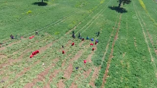 Hasadına başlanan erkenci bezelye, verimi ve fiyatıyla üreticisini sevindirdi