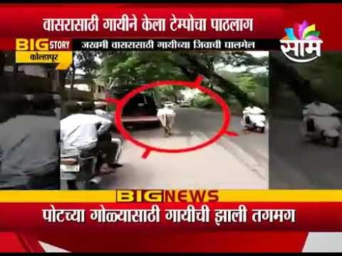 Cow chases a tempo carrying her Calf