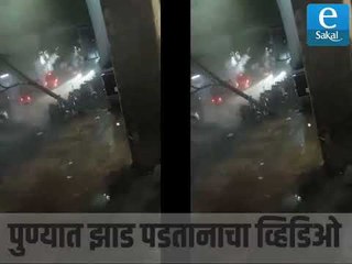 पुण्यात झाड पडतानाचा व्हिडिओ