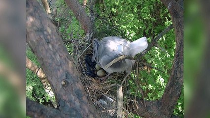 국내 멸종 따오기,  42년 만에 야생 부화 성공 / YTN