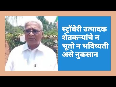 स्ट्रॉबेरी उत्पादक शेतकऱ्यांचे न भूतो न भविष्यती असे नुकसान