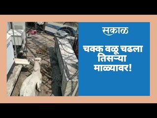 चक्क वळू चढला तिसऱ्या माळ्यावर!