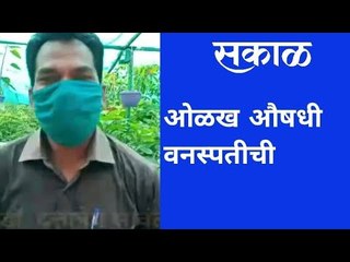 ओळख औषधी वनस्पतीची