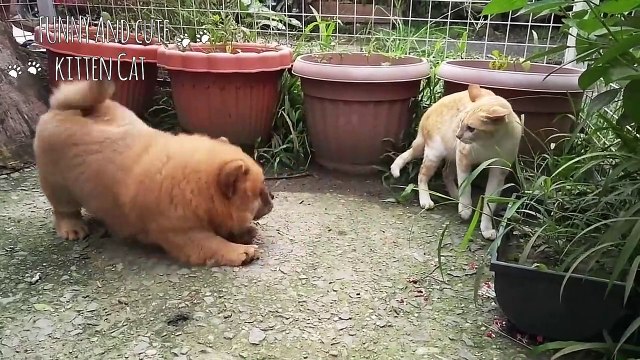 Funny Dog And Cats Videos - Try Not To Laugh Dog Annoying Cat Compilation