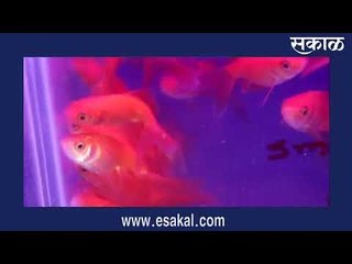 परदेशातून येणारी अवाक थांबली ; शोभेच्या माशांचा व्यवसाय अडचणीत   | Sakal Media |