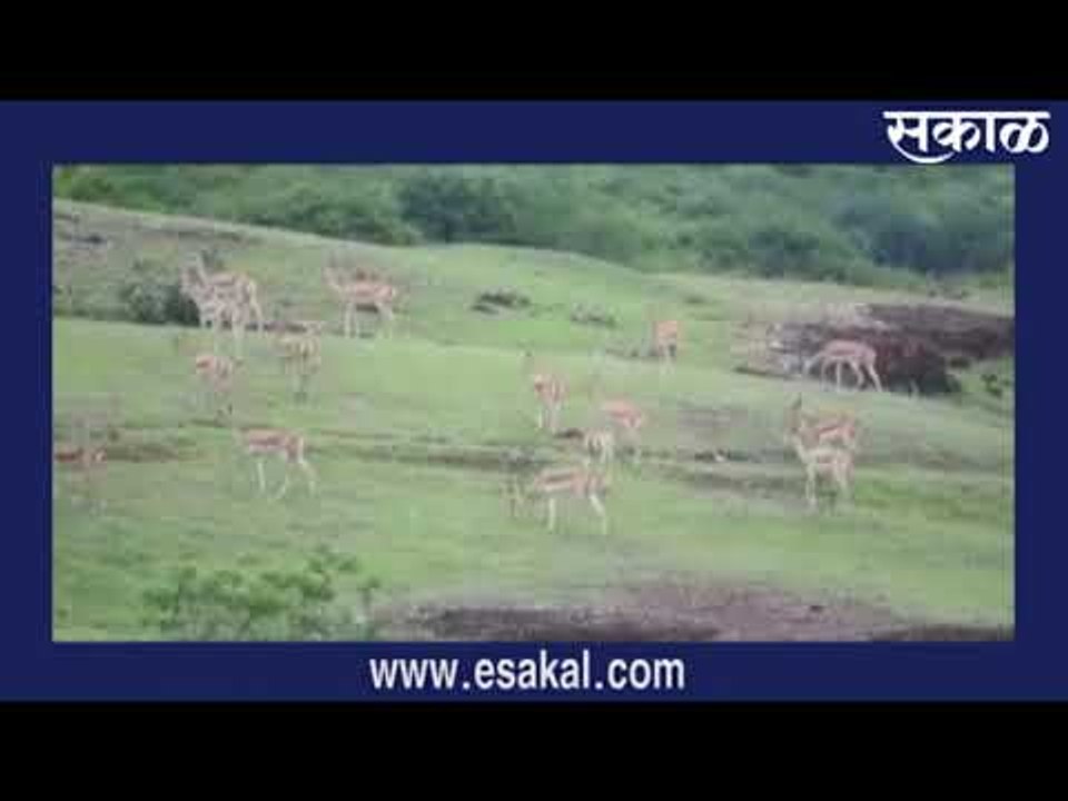 Exclusive: हिरव्या कुरणावर काळवीटांची मस्ती | Latest  News I Live Marathi News | |Sakal Media |