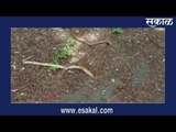 अरे बापरे ! नागाने गिळले सापाला... | मराठी ताज्या बातम्या | Sakal Media |