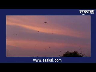 'पोपटपंची' पाहायचीय, मग नागपूरच्या या भागाला भेट द्या...