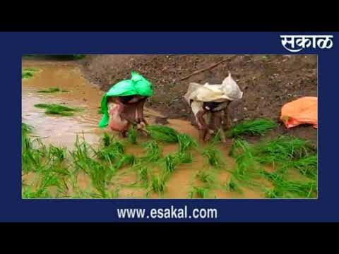मुळशी तालुक्यातील माले खोऱ्यात भलरीच्या सुरात सुरू असलेली भात लावणी... | Sakal Media |