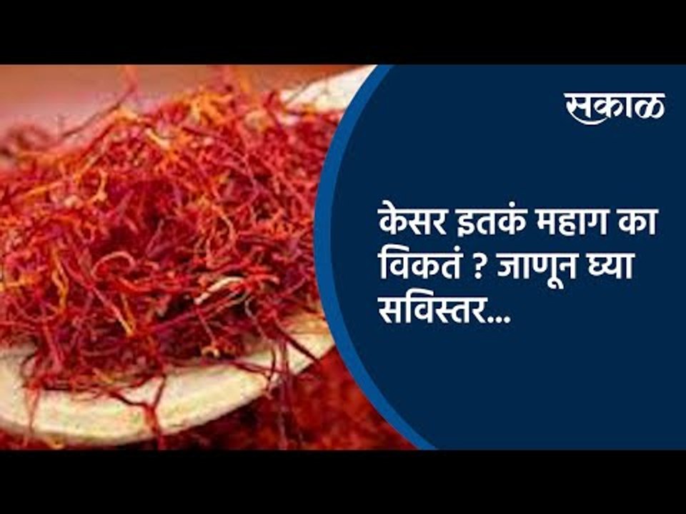 केसर इतकं महाग का विकतं ? जाणून घ्या सविस्तर... | Kesar | Maharashtra | Sakal Media |