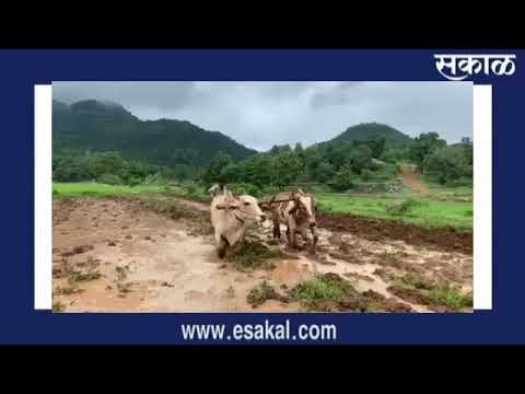 कशी केली जाते भात शेती पहा संपूर्ण व्हिडीओ...