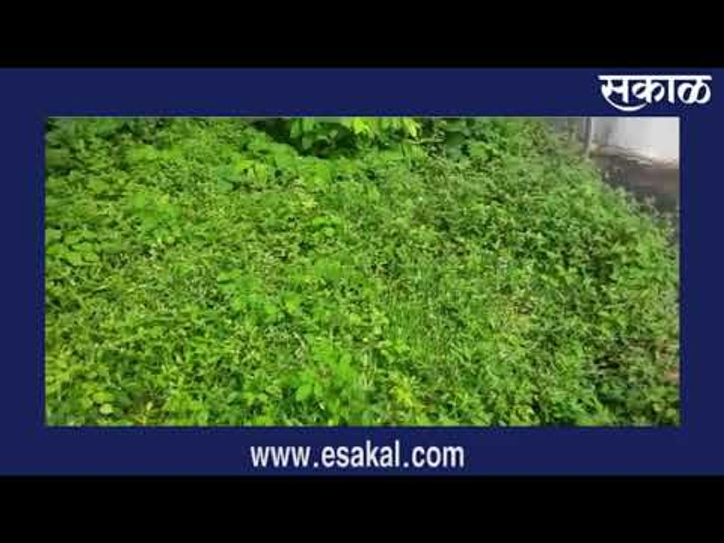 श्रावणसरीनी बहरले रान | Latest Marathi News I Live Marathi News | आजच्या ठळक बातम्या | Sakal Media |