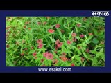 ऋतू हिरवा....ऋतू बरवा | Latest Marathi News I Live Marathi News | आजच्या ठळक बातम्या | Sakal Media |