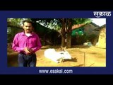 कोरोना काळात पसरतोय नवा रोग.. जनावरांना होतोय लंपी स्कीन डिसीज.. | Live Marathi News | मराठी बातम्या