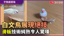 白文鳥展現絕技！滑板技術純熟到令人驚嘆