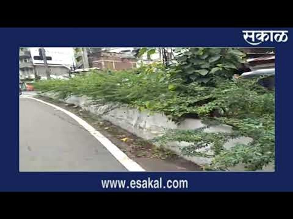 पुणे - दुभाजकावरच्या झाडांमुळे अपघाताचा धोका I Pune | आजच्या बातम्या | मराठी बातम्या | Sakal Media |