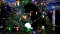 Funny Cat Videos Naughty Cats Vs Christmas Trees Compilation