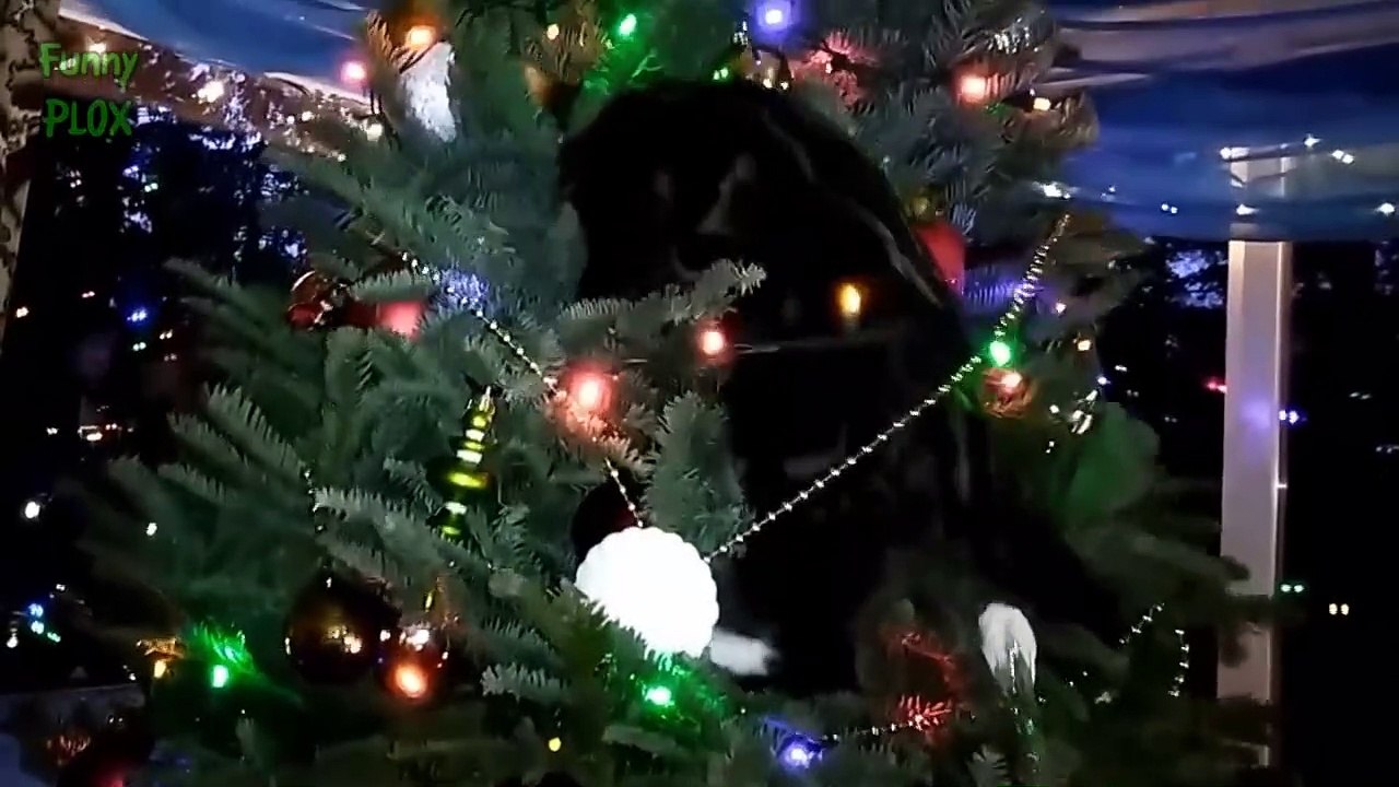 Funny Cat Videos Naughty Cats Vs Christmas Trees Compilation