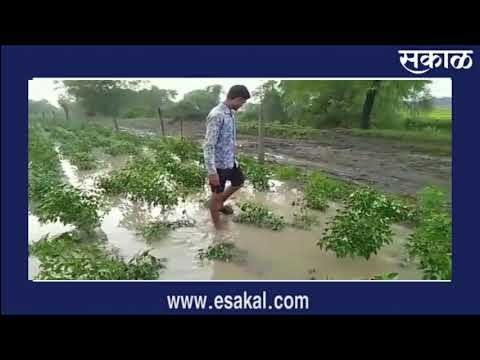 गोंडपिपरी तालुक्याला वादळी पावसाचा फटका बळीराजाचे मोठे नुकसान | Sakal Media |